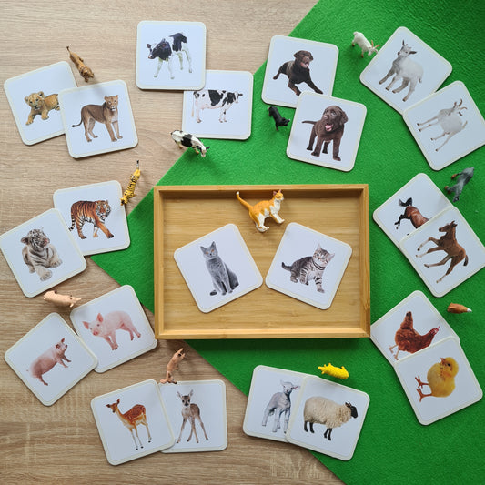 Entdecken Sie pädagogische Montessori-Lernspiele für Kleinkinder, die die Tierzuordnung fördern. Das Montessori-Material umfasst Tierkarten und Tierfiguren, die Kinder spielerisch lernen lassen. Diese pädagogischen Montessori-Zuordnungsspiele bieten eine unterhaltsame Möglichkeit für Kleinkinder, ihre Welt zu erkunden und zu lernen.